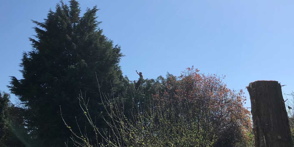 Hedge work and trimming