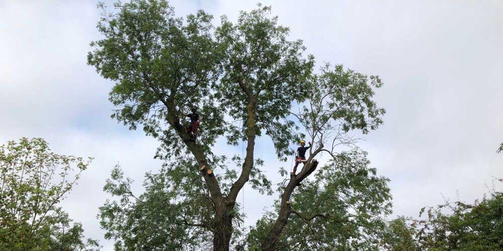 Removing dead tree branches