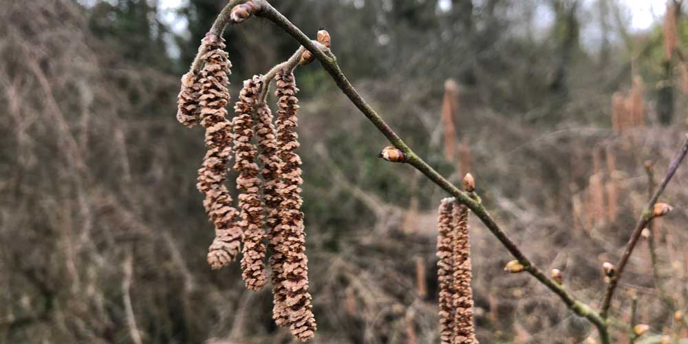 Tree Care Oxford