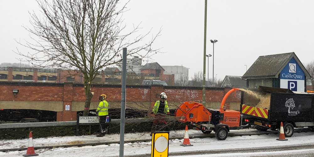 Tree Felling and Removal